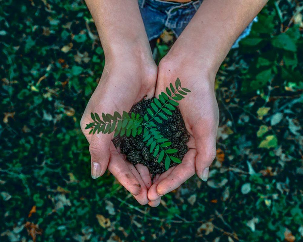 Zwei Hände halten eine kleine Pflanze in der Hand. 